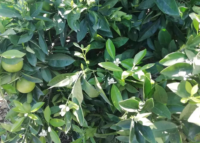 Finca Las Tapias, Casa Mane